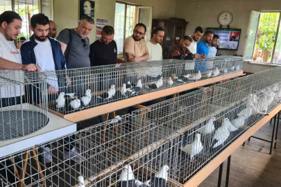 Denizli azman güvercinleri güzellikleriyle mest etti
