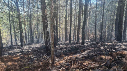 Orman yangını kontrol altına alındı