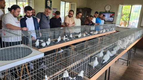 Denizli azman güvercinleri güzellikleriyle mest etti