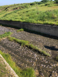 Tekirdağ’da gölde toplu balık ölümleri yaşandı