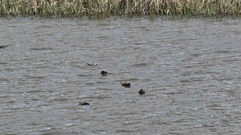 Van Gölü havzasında ’Mavi Gaga’ heyecanı: Nadir misafirler geri döndü