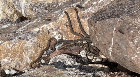 Brezilya’nın ‘Yılan Adası’ değil Yüksekova