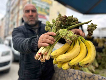 Yayla muzu uçkun tezgaha çıktı