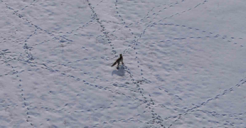 Van’da tilkinin avı dron kamerasına yansıdı