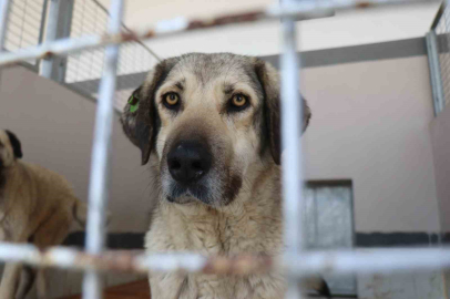 Şikayetler 100’den 20’ye indi: Başiskele’de sokak hayvanı şikayetleri büyük oranda düştü