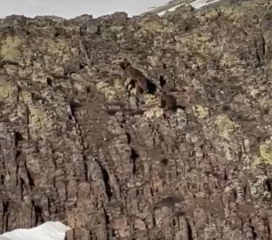 Malatya’da ayı ve yavrusu görüntülendi