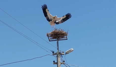 Sazlı’da leylekler yeni yuvasına kavuştu