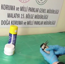 Sivas’ta bitkin halde bulunan ağaçkakan, tedavi edilip doğaya salındı