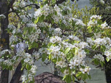 Çiçek açan armut ağacının güzelliği