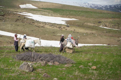 Muş’ta çiriş otu köylülerin geçim kaynağı oldu