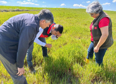 Hububat ta görülen süne ve diğer zararlılara karşı kontroller başladı