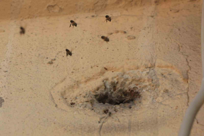 Yıllardır mahalleyi mesken tutan arıları çocukların attığı taş kızdırdı