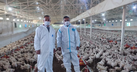 Aydın’da kanatlı üretimi 71 işletmede sürüyor