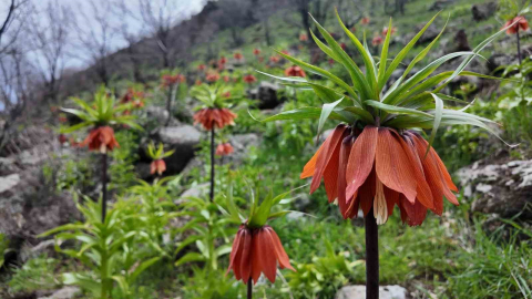 Bingöl’de ters laleler görsel şölen sunuyor: Koparmanın cezası 700 bin TL