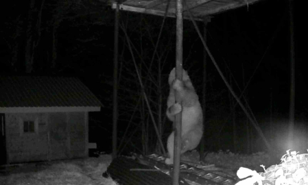 Aç kalan ayı kovanlara ulaşmak için düz demire tırmanmaya çalıştı