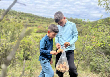 Demirci dağlarında 2 bin liralık kuzu göbeği mesaisi