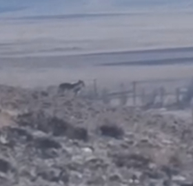 Özalp’te sürüye saldırmak için fırsat kollayan kurtlar görüntülendi