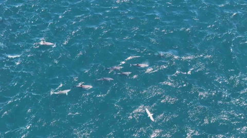 Baharın gelmesiyle İstanbul Boğazı’nda yunuslardan görsel şölen