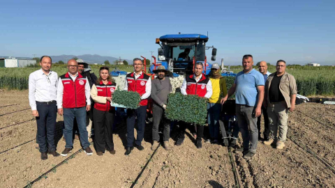 Manisa’da 131 bin dekarlık alanda domates mesaisi