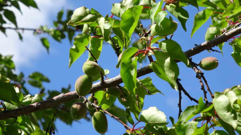 Kayısıda çağla dönemi