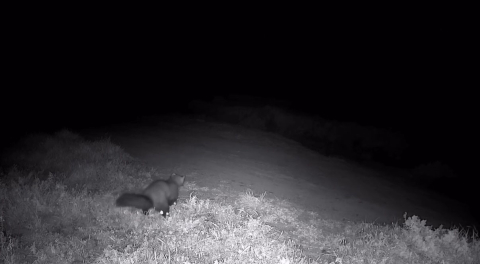 Ganos Dağları’nda fotokapana sansar takıldı