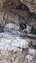 Artvin’de kara leylek görüntülendi