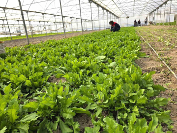 Tere ve roka üretilen seralardan denetim