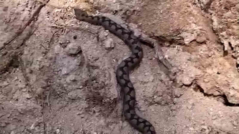 Bolu’da odun yığınları arasında nesli tehlike altında olan zehirli yılan görüntülendi