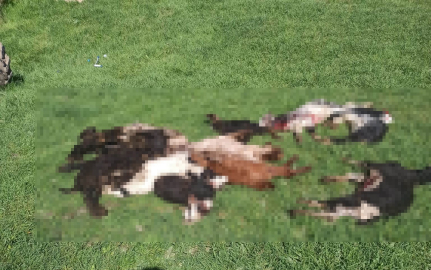 Kütahya’da kurtlar girdikleri ağılda 25 küçükbaş hayvanı telef etti