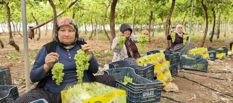 Silifke’de sezonun ilk üzümü hasat edildi, kilosu 600 TL’den ihraç edildi