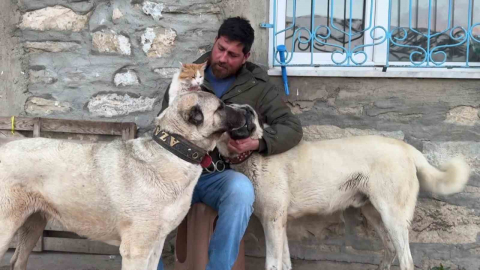 Kedi ile Kangal köpeklerinin dostluğu görenleri şaşırtıyor
