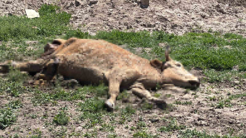 Aksaray’da ölen hayvanlarını araziye atanlara 390 bin lira ceza