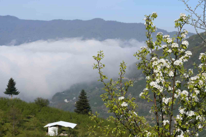 Sakarya’nın yüksek kesimlerinde bahar güzelliği