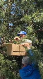 Tokat’ta ağaca oğul veren arıları ekipmansız topladı