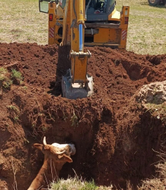 Ekipler seferber oldu, çukura düşen inek kurtarıldı