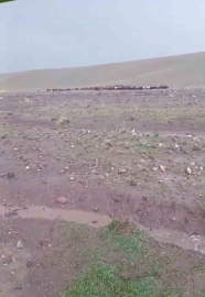 Iğdır’da sağanak ve dolu sonrası sel: Hayvanlar son anda kurtarıldı