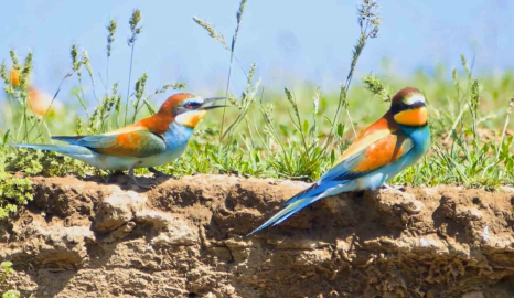 Bitlis’te bahar geldi, sazlıklar kuşlarla doldu