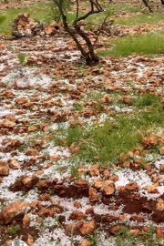 Dolu yağışı Antep fıstığı bahçelerine zarar verdi