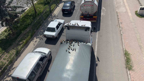 Kırmızı ışıkla birlikte kumruların ziyafeti başlıyor