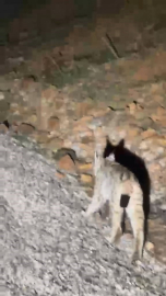 Koruma altında bulunan ‘vaşak’ Tunceli’de görüntülendi