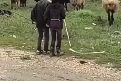Elazığ’da minik çobanların sürü başında halayı
