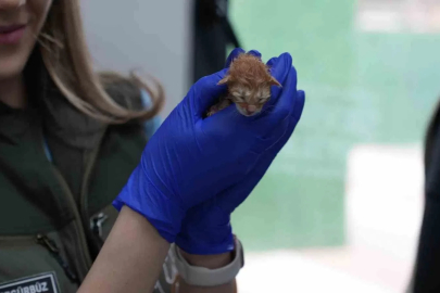 Süt anne kedi, 3 kediyi de sahiplendi
