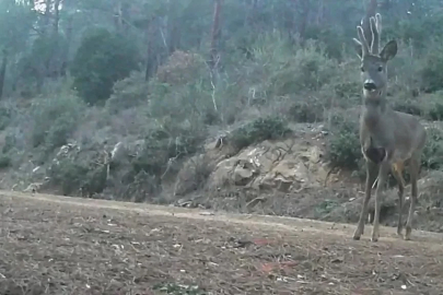 Ganos Dağları’nda karacalar fotokapana yakalandı
