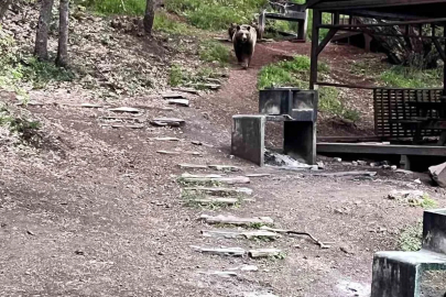Soğuksu Milli Parkı’nda ayı ailesi görüntülendi
