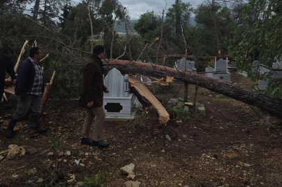 Adıyaman’da fırtına da ağaçlar devrildi
