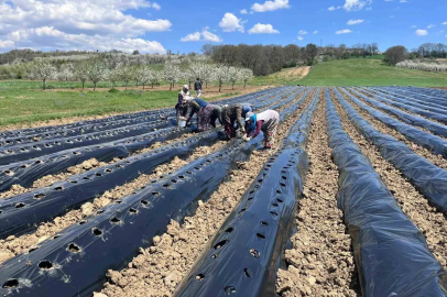 Pazarlar’da çilek üretimine destek

