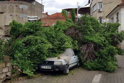 Asırlık ağaç park halindeki aracın üzerine devrildi
