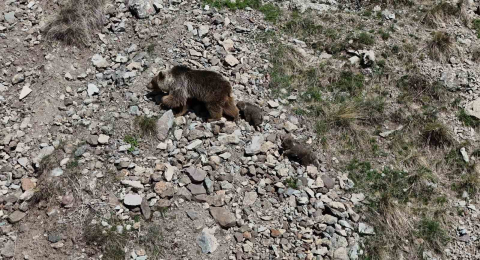 Erzurum Oltu’da bozayı iki yavrusuyla görüntülendi