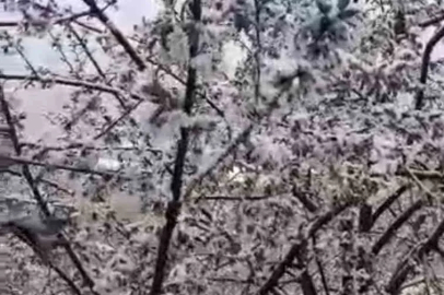 Adana’da kiraz çiçekleri karla kaplandı
