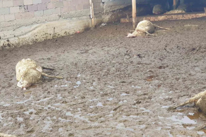 Polatlı’da kurt saldırısı: 15 koyun telef oldu
